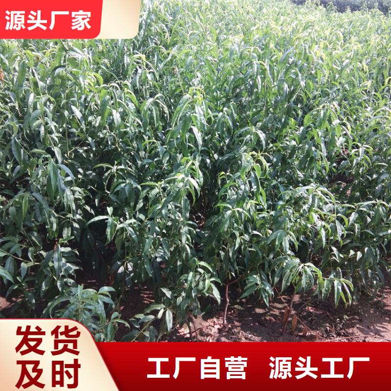 桃紅顏草莓用心制造好品質(zhì)售后無(wú)憂