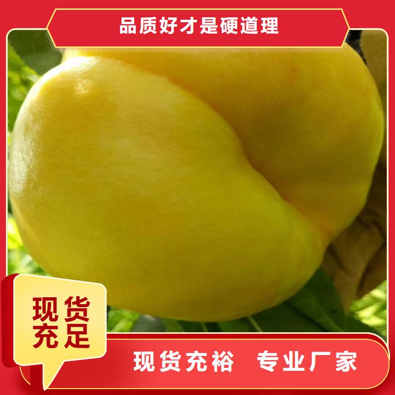 【桃】蘋果苗支持大小批量采購本地生產商
