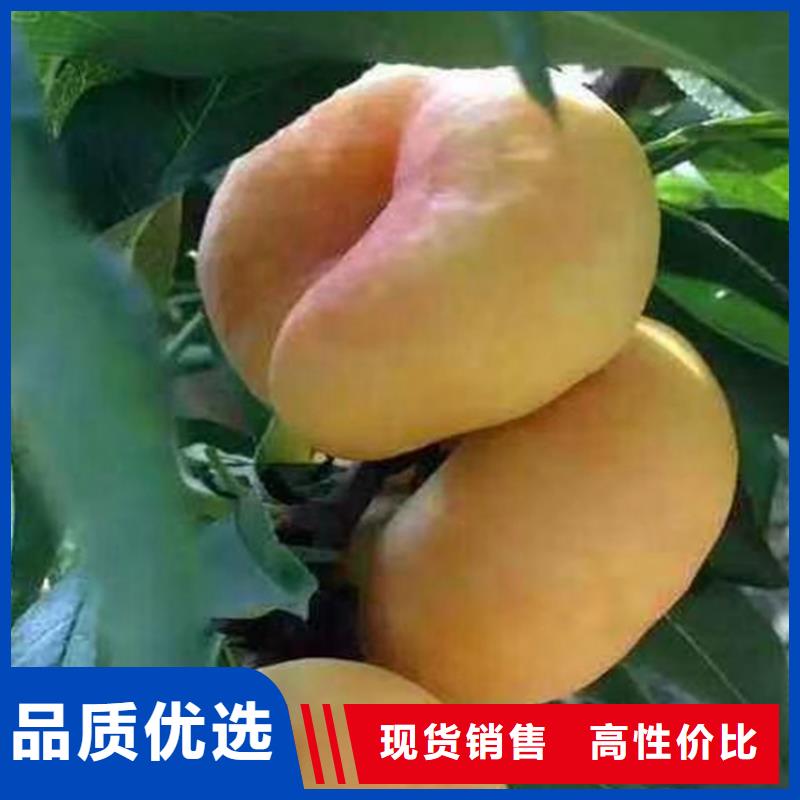 桃櫻桃苗隨心所欲定制物流配貨上門