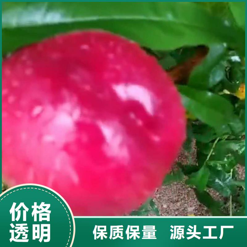 桃桃樹苗注重細節專業生產N年
