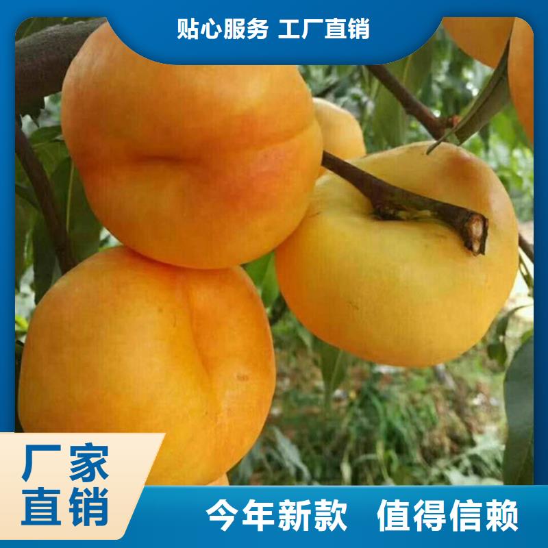 桃櫻桃苗放心選購適用場景