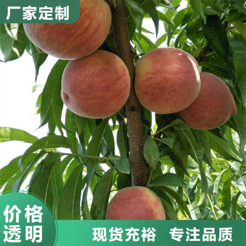 桃櫻桃苗支持定制加工當地廠家