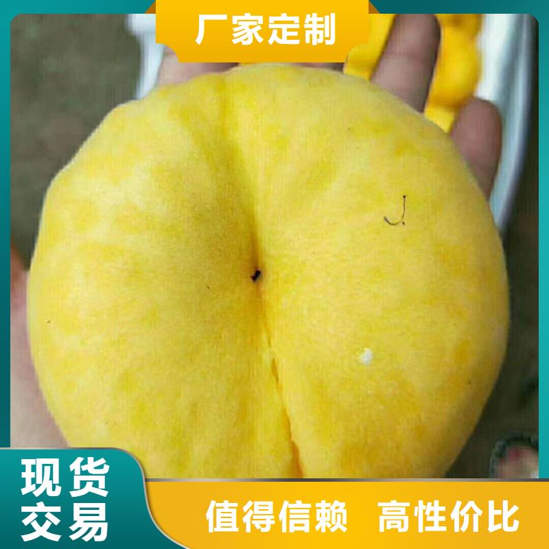 桃梨樹苗大量現(xiàn)貨同城生產(chǎn)商