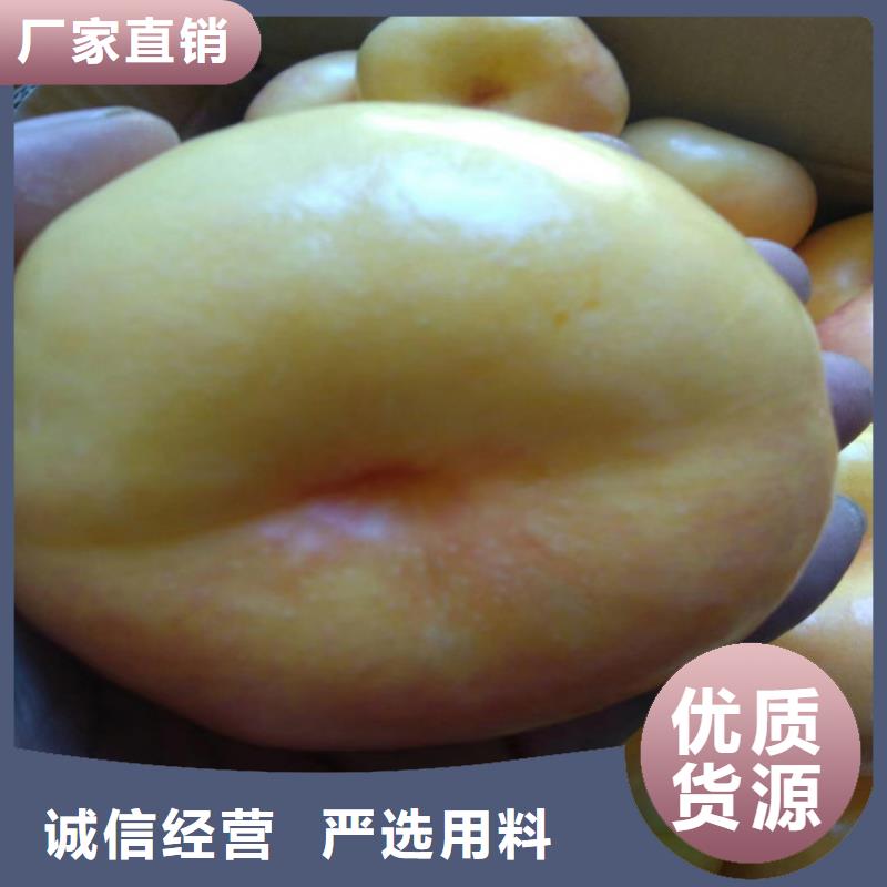 桃櫻桃苗暢銷當(dāng)?shù)赝瞧放?> </div>
              <div   id=
