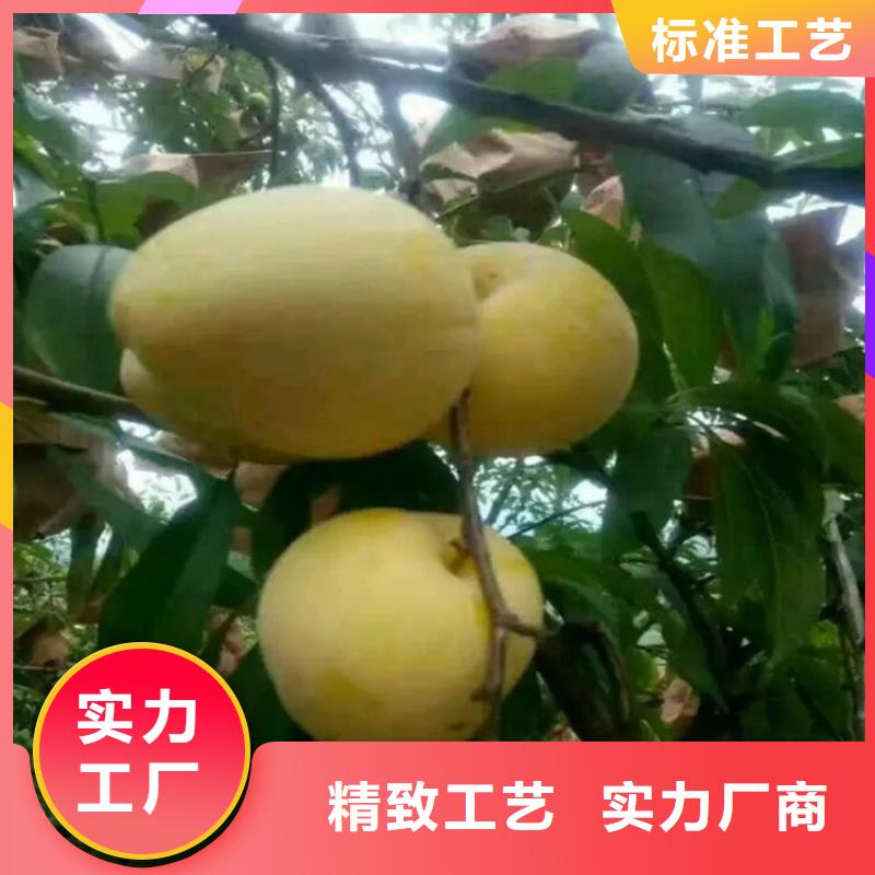 【李子石榴樹誠信經營質量保證】本地生產廠家