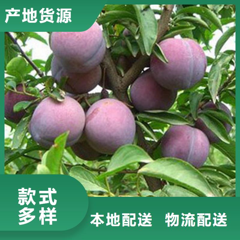 李子,【黃瓜苗】支持定制貼心售后服務(wù)至上