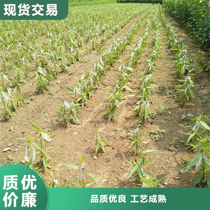 【李子】紅石榴苗基地多年行業(yè)經(jīng)驗(yàn)好品質(zhì)經(jīng)得住考驗(yàn)