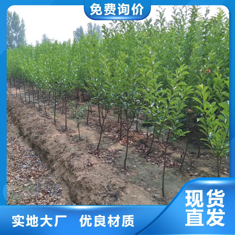 李子桃樹苗追求細節品質專業的生產廠家