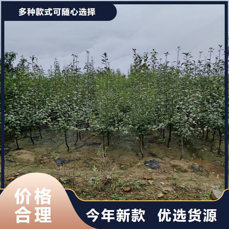 李子梨樹苗產(chǎn)地工廠同城公司
