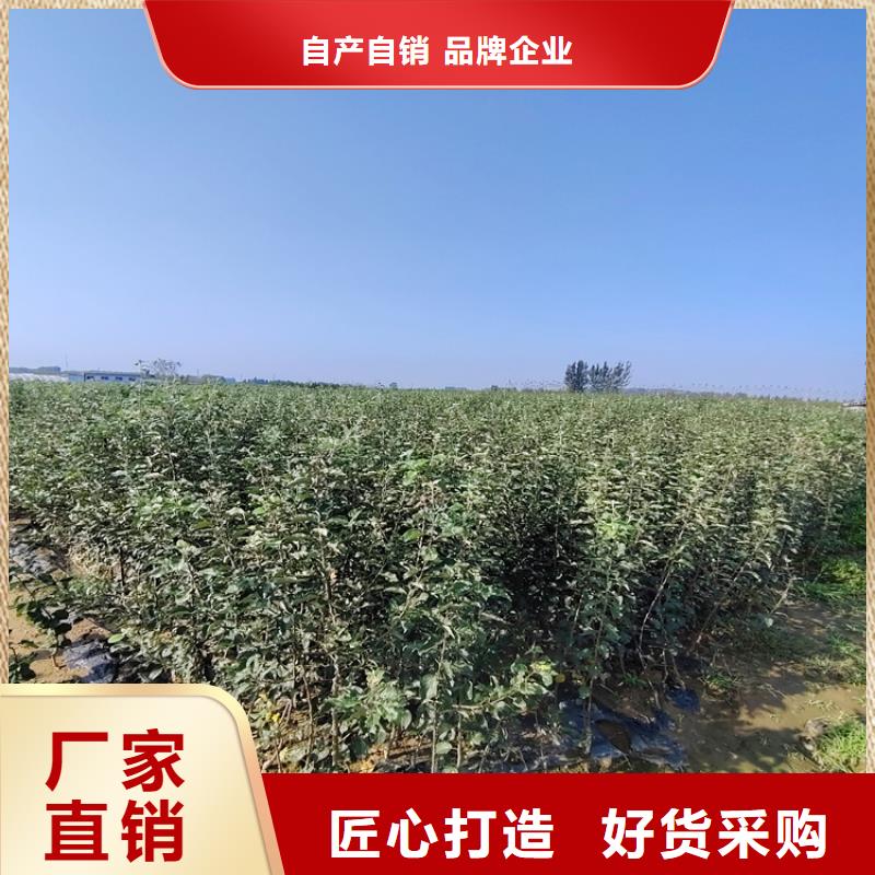 李子櫻桃苗源廠直接供貨原廠制造