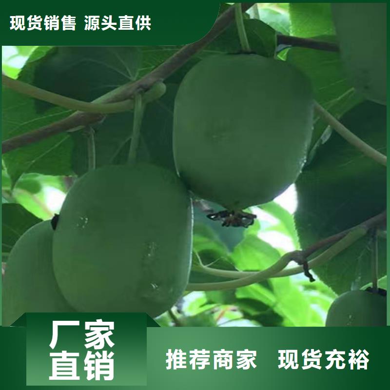 獼猴桃北美冬青實(shí)力公司當(dāng)?shù)刎浽? ></div>
											<div   id=
