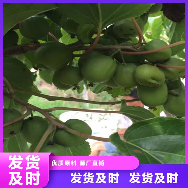 獼猴桃-【瑪瑙紅石榴苗】為您提供一站式采購服務(wù)行業(yè)優(yōu)選
