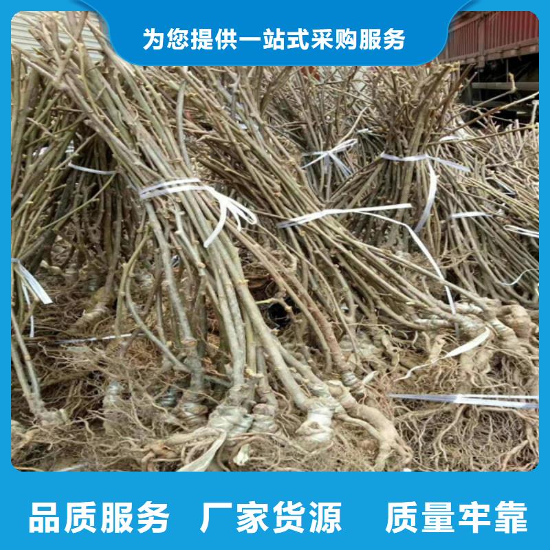 【獼猴桃草莓苗好品質(zhì)選我們】本地制造商