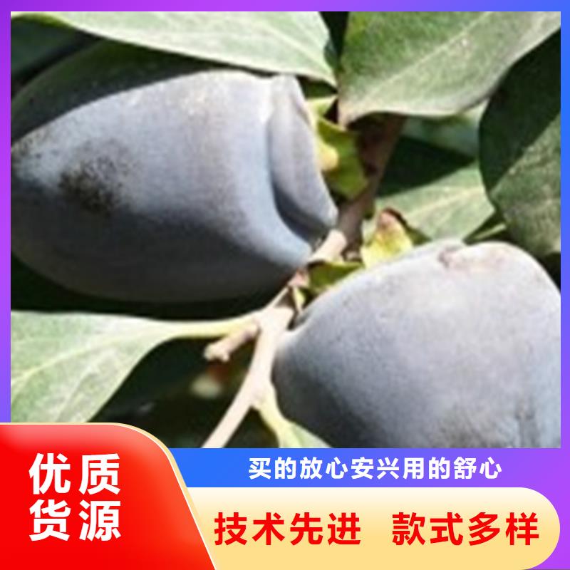 柿子【櫻桃苗】質量無憂客戶滿意度高