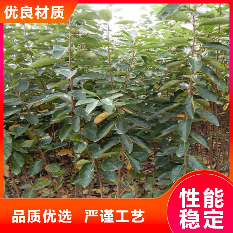 柿子【苹果苗】量大更优惠精挑细选好货