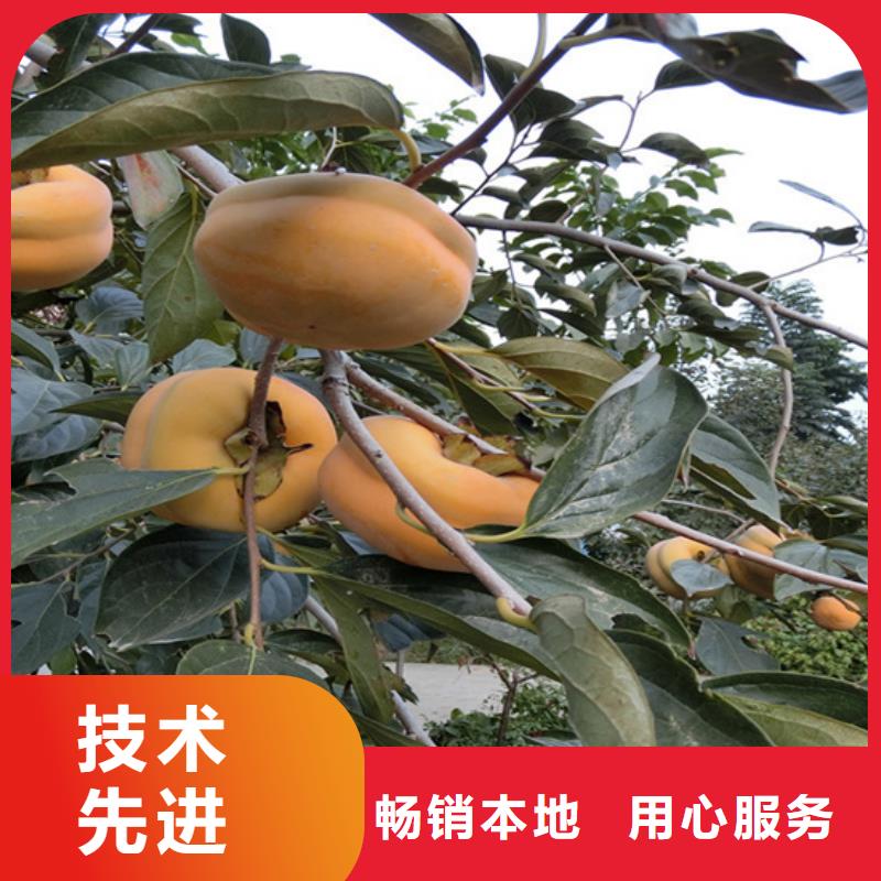 柿子梨樹苗選擇大廠家省事省心品質可靠