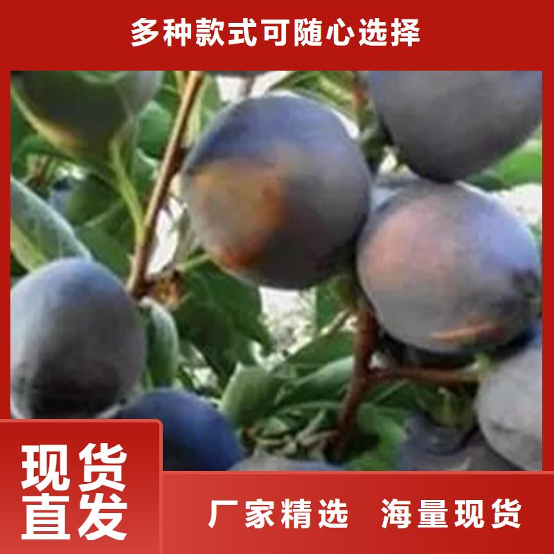 【柿子】蘋果苗真誠合作質保一年