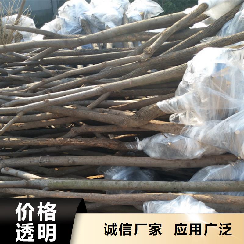 ?【柿子】石榴苗層層質(zhì)檢當(dāng)?shù)厣a(chǎn)商