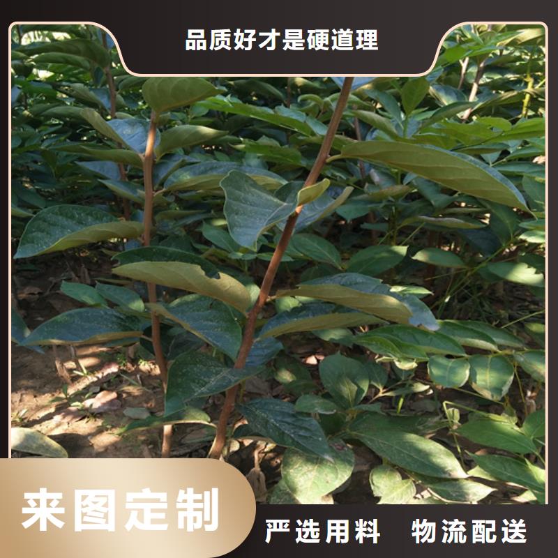 柿子櫻桃苗免費獲取報價出廠嚴(yán)格質(zhì)檢