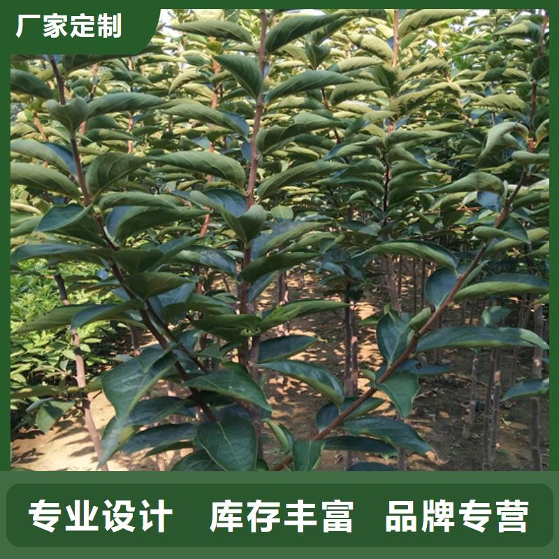 柿子櫻桃苗品質(zhì)卓越物流配送