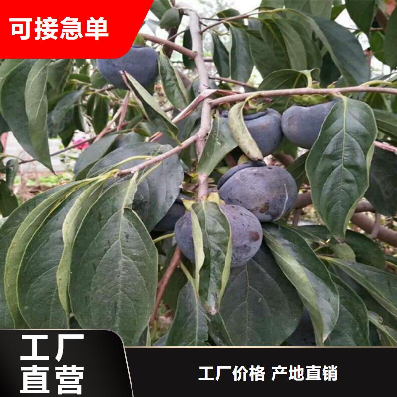 柿子-石榴樹精心保質保量