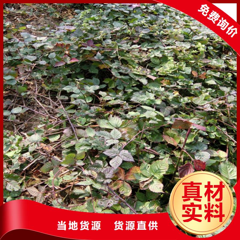 樹莓【石榴樹苗】按需設計買的是放心
