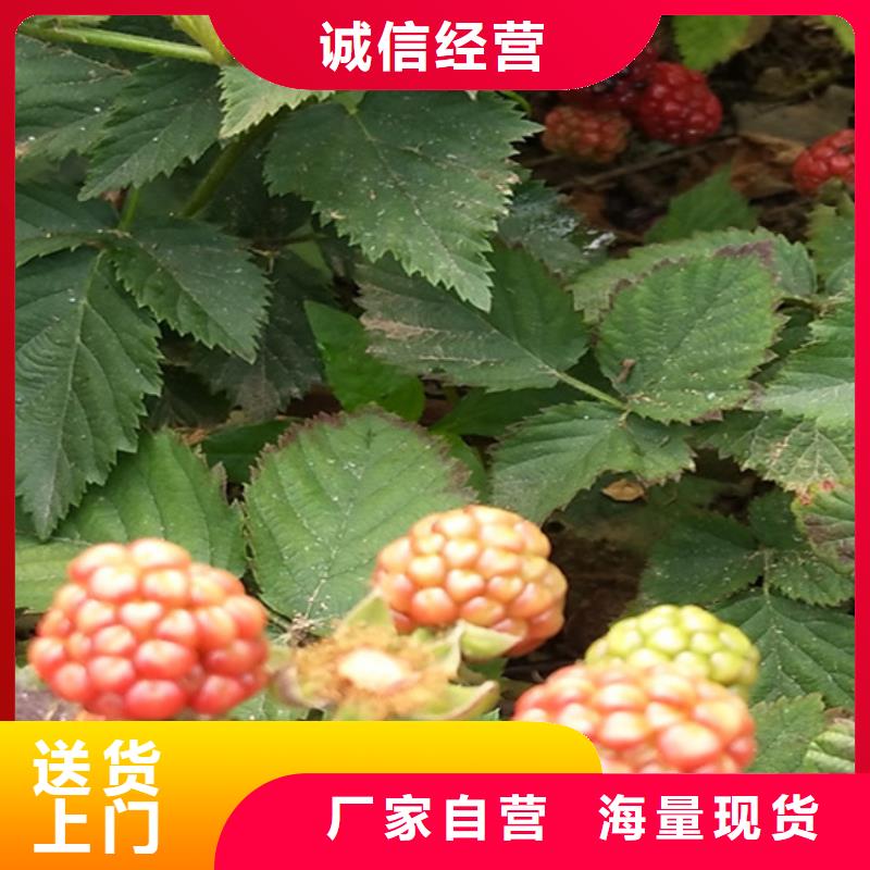 ?【樹莓櫻桃苗種類多質量好】同城服務商