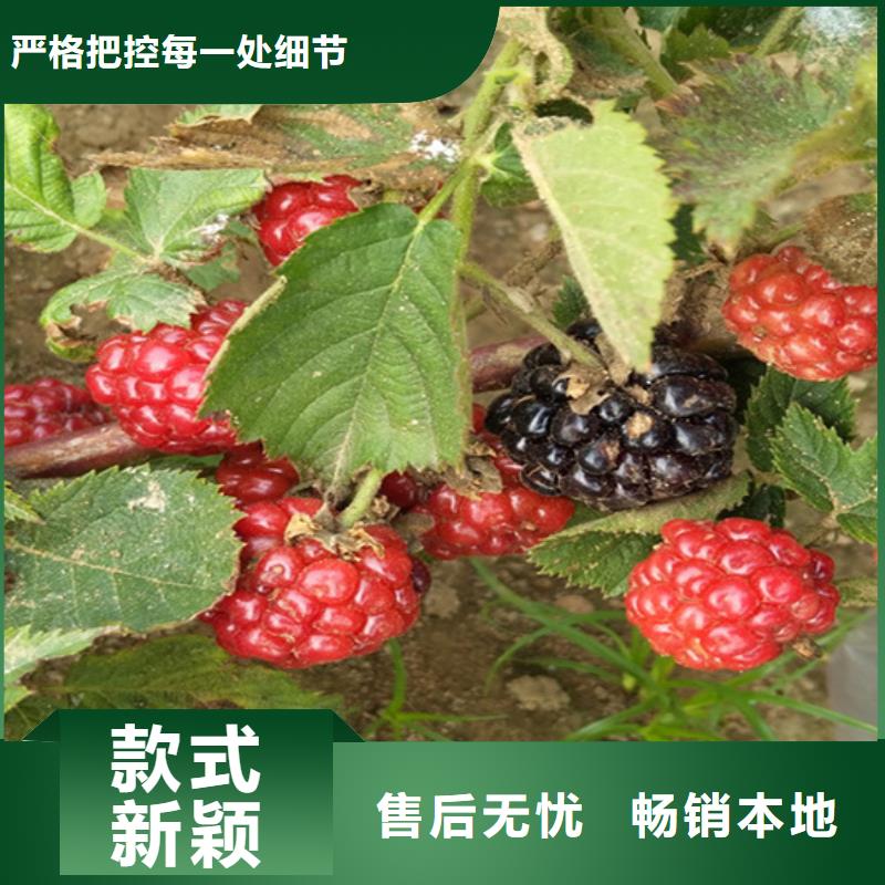 樹(shù)莓,藍(lán)莓苗超產(chǎn)品在細(xì)節(jié)好廠家有擔(dān)當(dāng)