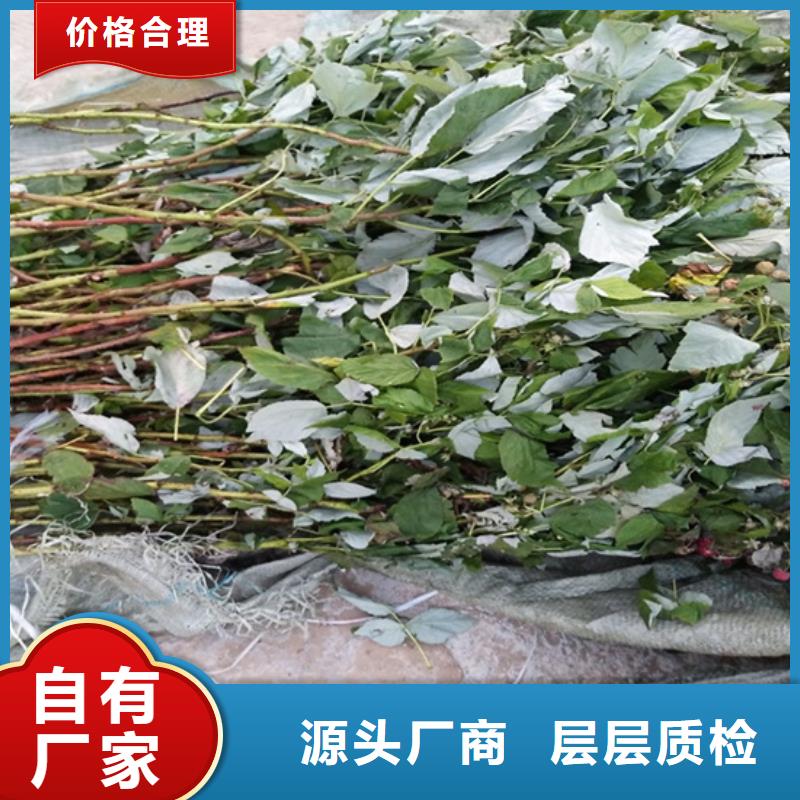 樹莓【梨樹苗】多種規格供您選擇多種工藝