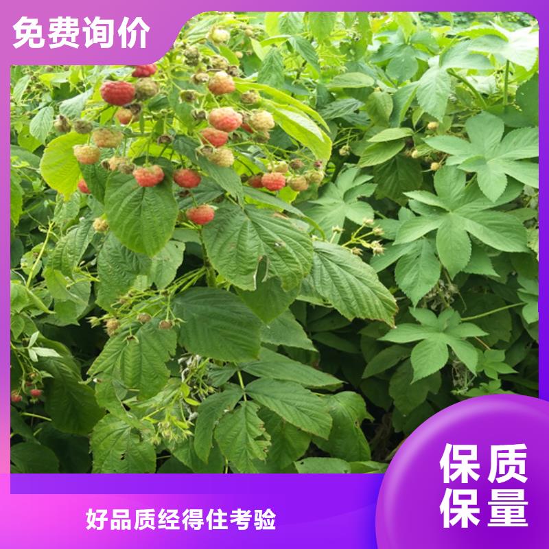 ?樹(shù)莓奶油草莓精工制作物流配送