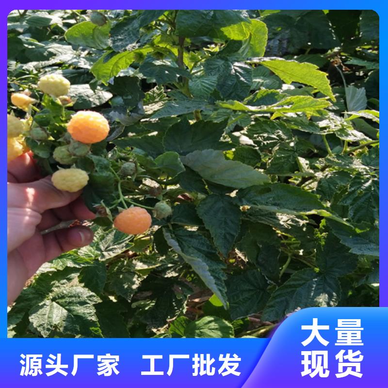 【樹莓】-桃樹苗選擇大廠家省事省心多種優(yōu)勢放心選擇