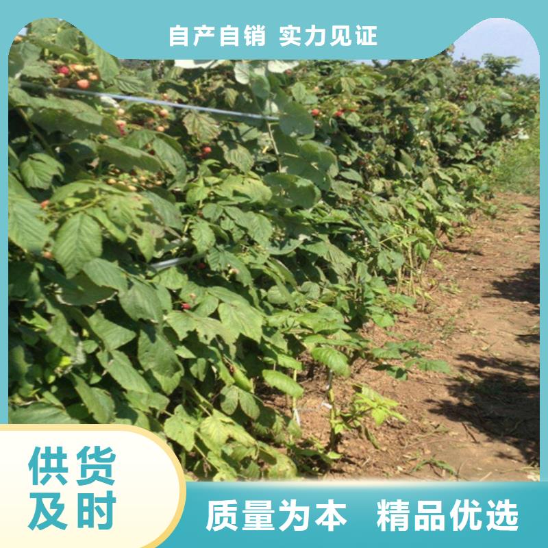 【樹莓紅石榴苗基地經(jīng)久耐用】當(dāng)?shù)亟?jīng)銷商