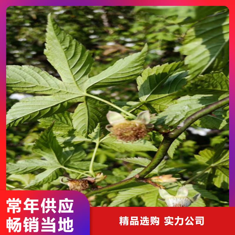 樹莓蘋果苗嚴選材質本地供應商