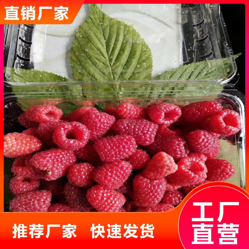 樹(shù)莓桃樹(shù)苗源頭廠商質(zhì)量好