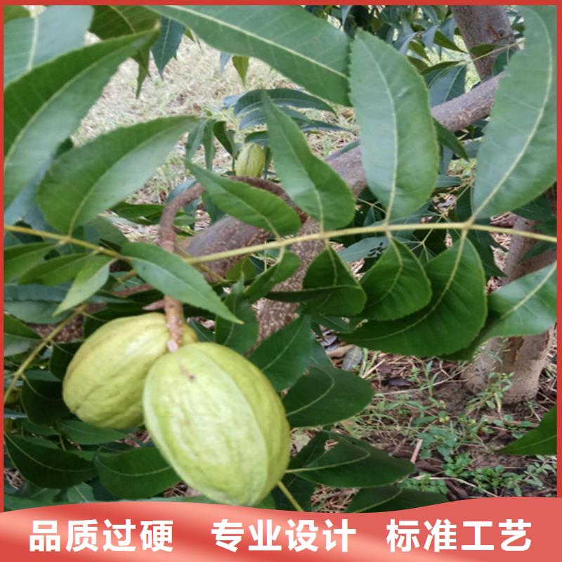 碧根果_无花果苗定制批发本地服务商