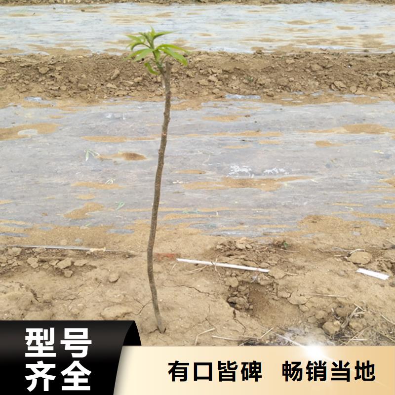 碧根果藍莓苗品種全對質量負責