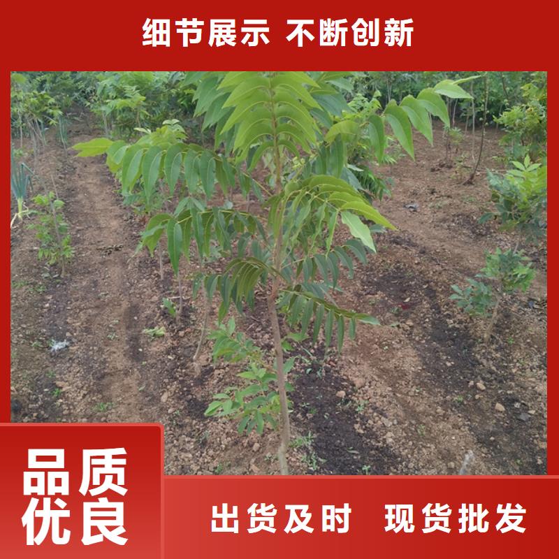 【碧根果】,梨樹苗發(fā)貨迅速本地廠家