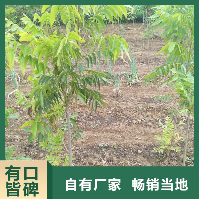 碧根果北美冬青工艺层层把关严格把控质量