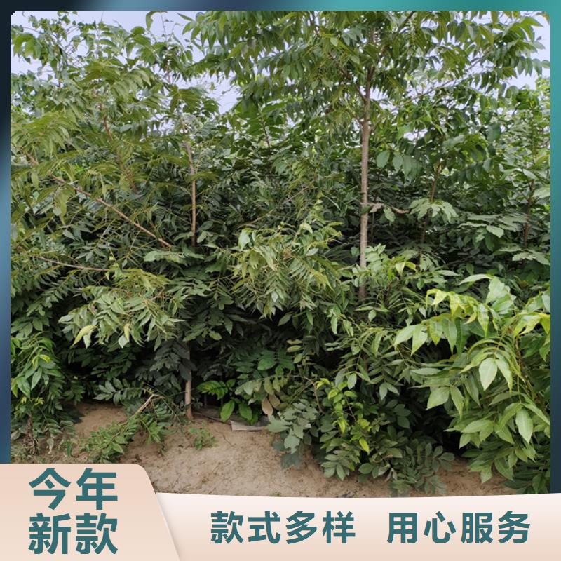 【碧根果,無花果苗出貨快】優質材料廠家直銷
