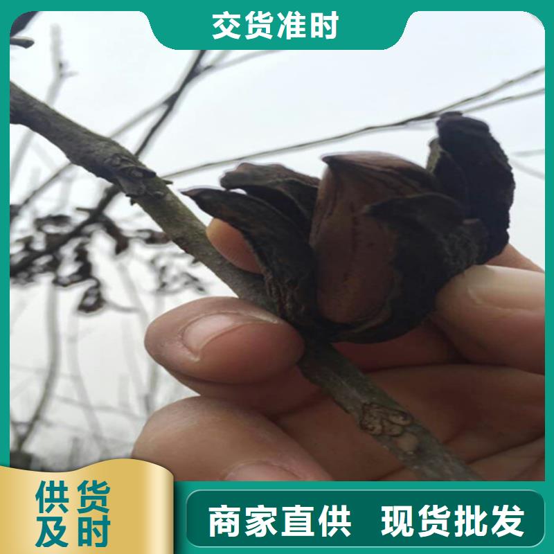 【碧根果】蘋(píng)果苗產(chǎn)品參數(shù)實(shí)力廠家直銷