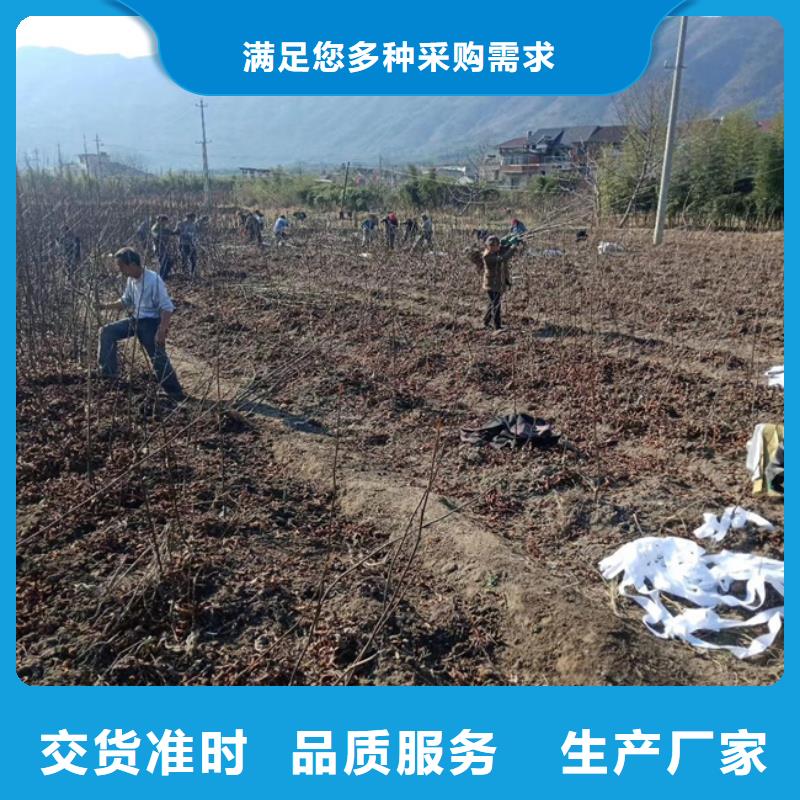 【碧根果】蘋果苗好貨直銷廠家直銷售后完善