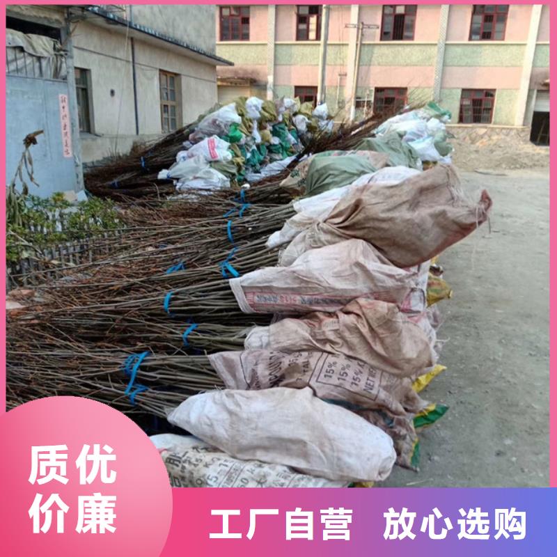 碧根果_樱桃苗正规厂家同城供应商