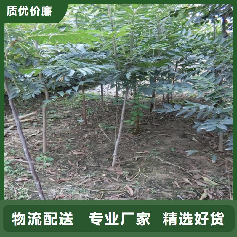 香椿石榴樹嚴(yán)選材質(zhì)誠信廠家