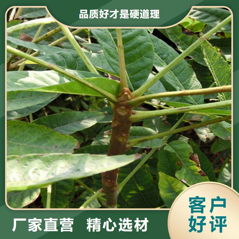 【香椿】蘋果苗支持定制貼心售后好貨直供