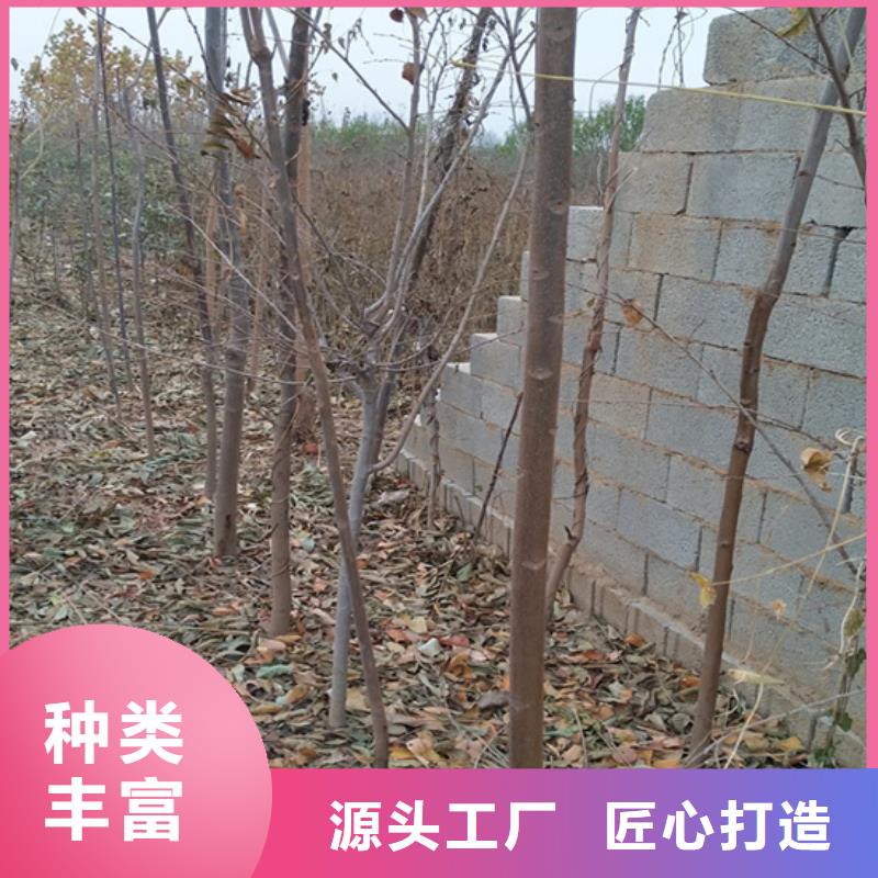 香椿,【梨樹苗】產品實拍種類豐富