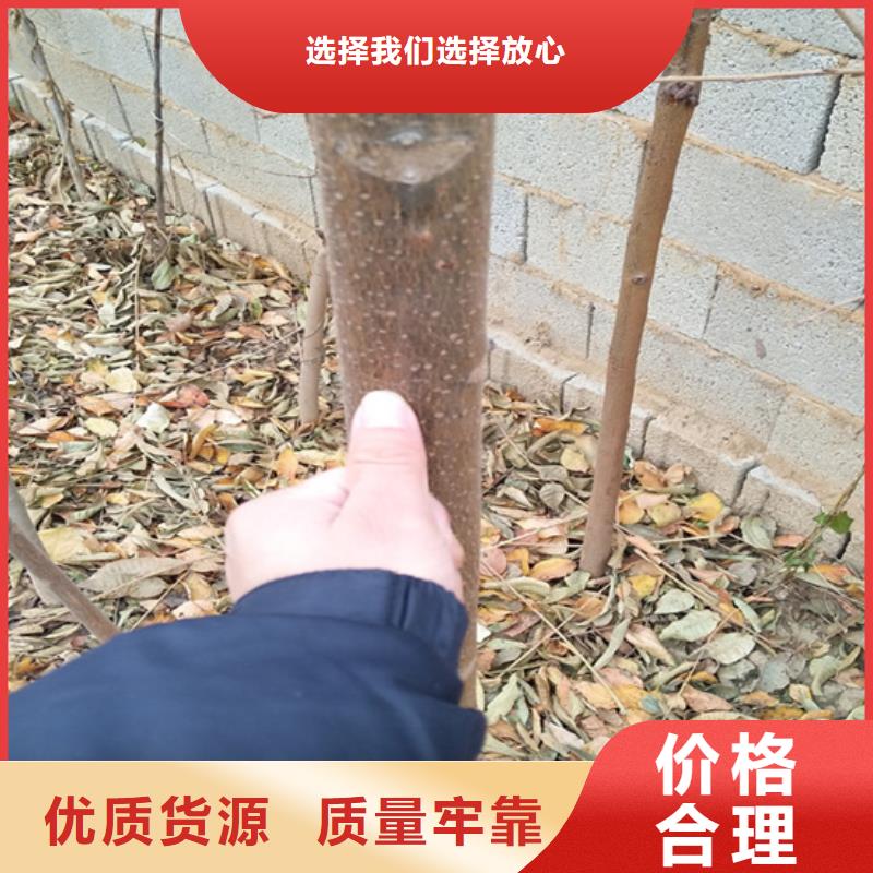 【香椿】嘎啦苹果N年专注24小时下单发货