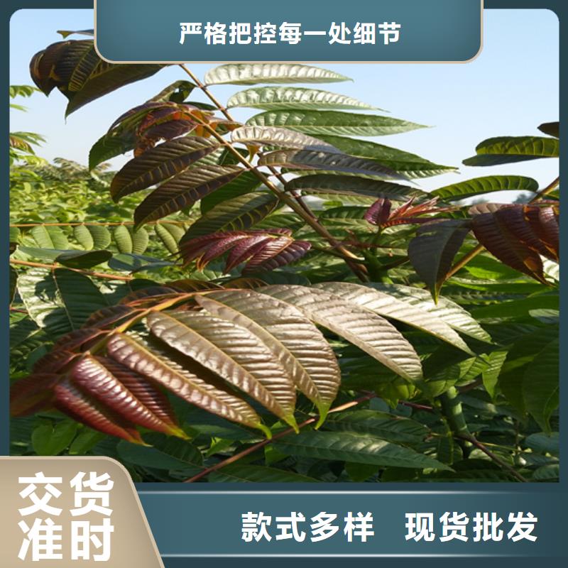 【香椿-桃樹苗實拍品質(zhì)保障】出廠嚴(yán)格質(zhì)檢