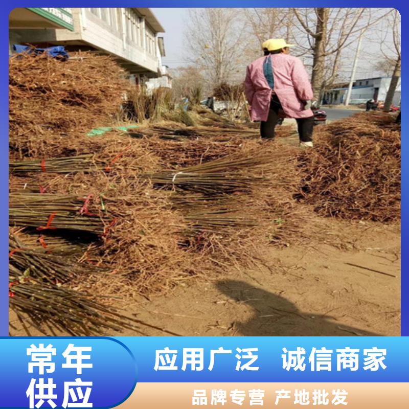 香椿草莓苗多種場景適用供您所需