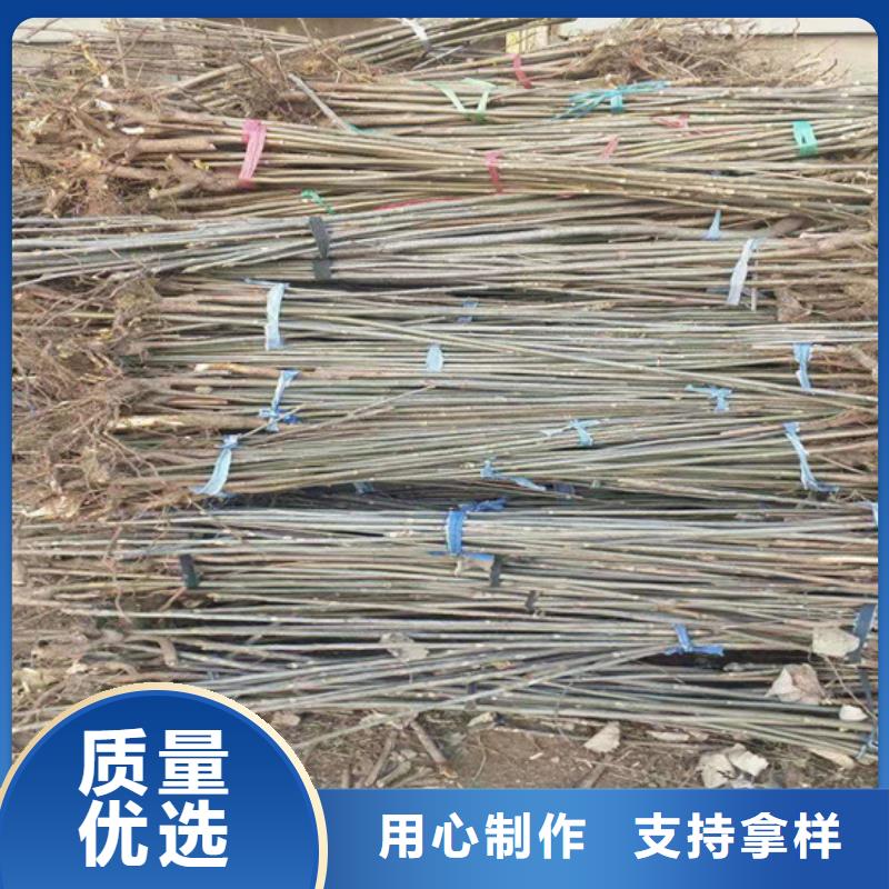 香椿西瓜苗定制批發實體誠信廠家