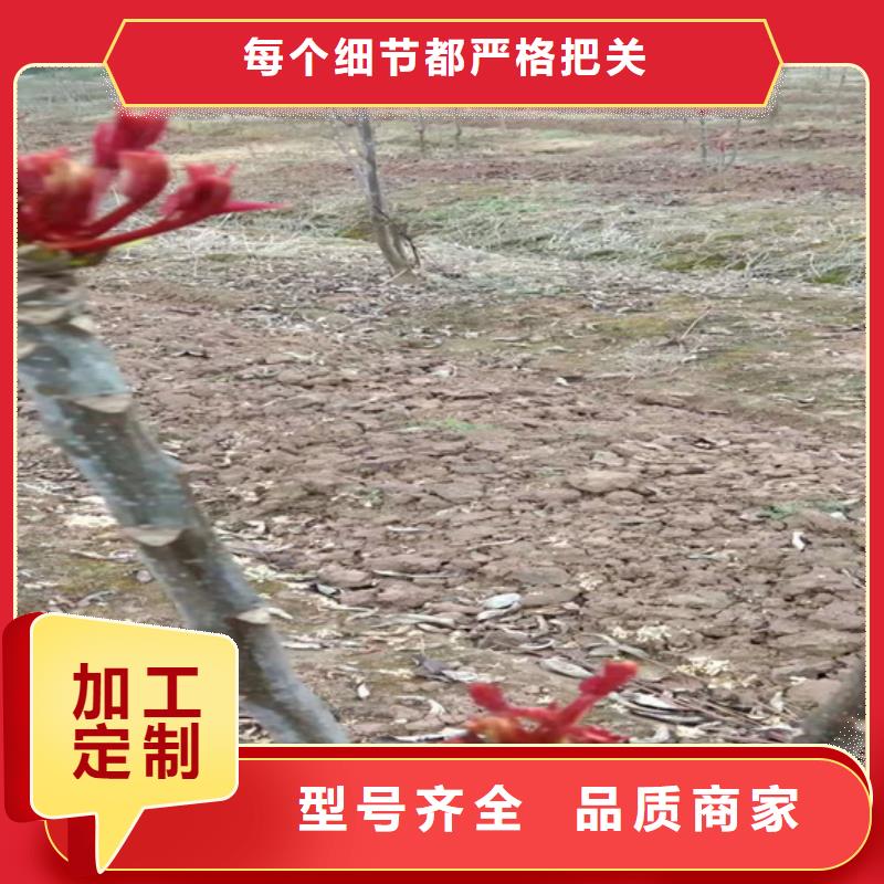 香椿花椒苗產(chǎn)地批發(fā)本地經(jīng)銷商